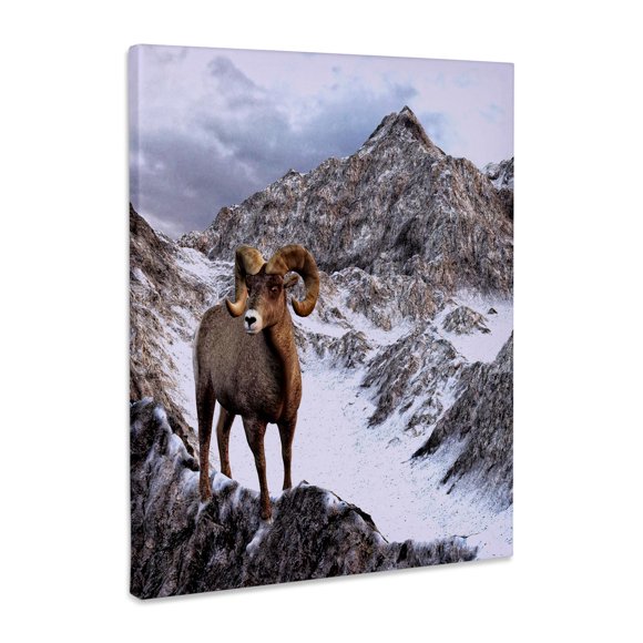 3dRose, Bighorn Sheep looking down the valley, Museum Grade Canvas Wrap 16x20