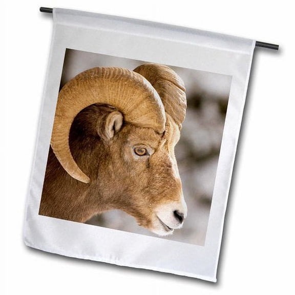 3dRose, Bighorn sheep, Maligne Canyon, Jasper NP, Alberta-CN01 PCL0007 - Paul Colangelo, 18 x 27 inch Garden Flag