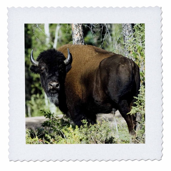 3dRose, Bison wildlife, Wood Buffalo NP, NW Territories-CN06 MDE0017 - Michael DeFreitas, 14x14 inch quilt square