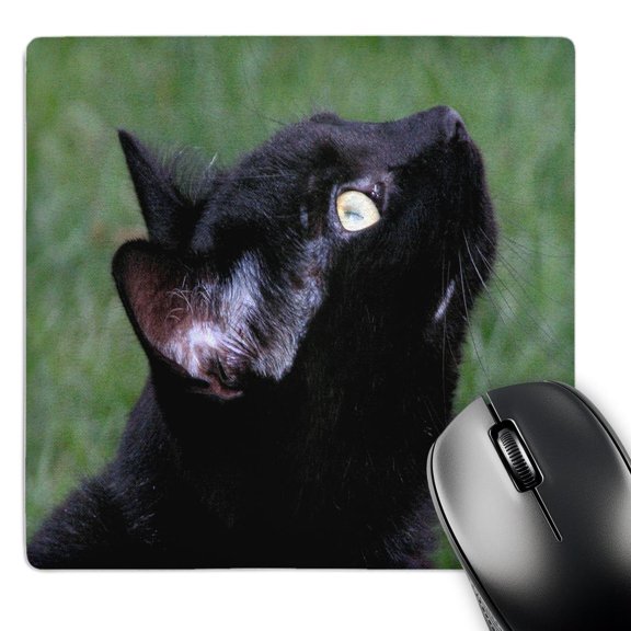 3dRose, Black Cat Looking Up, MousePad