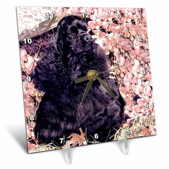3dRose, Black Cocker Spaniel, 6x6 Desk Clock