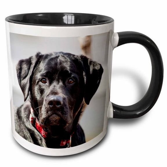 3drose, Black Lab Pet Dog Labrador Retriever Photo, 11oz Two-tone Black Mug