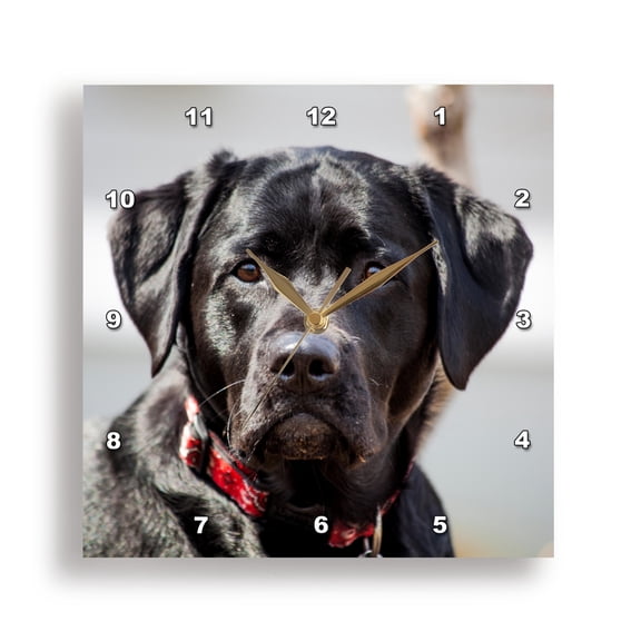 3drose, Black Lab Pet Dog Labrador Retriever Photo, 15x15 Wall Clock