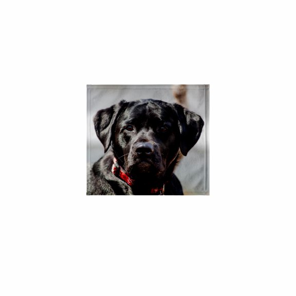 3dRose, Black Lab Pet Dog Labrador Retriever Photo, 11x12 Wash Cloth for Face and Body