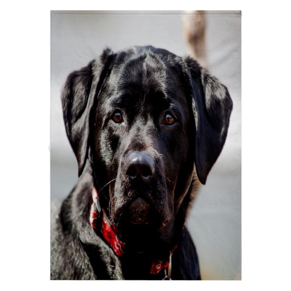 3dRose, Black Lab Pet Dog Labrador Retriever Photo, 22x30 Bath Hand Pool Towel