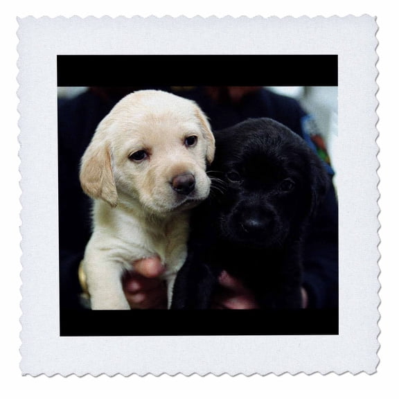 3dRose, Black and Yellow Lab Puppies, 10x10 inch quilt square