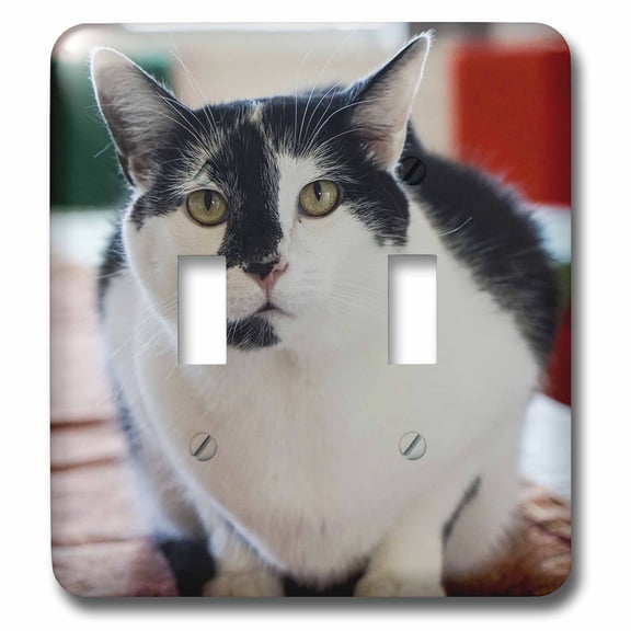 3dRose, Black and white cat, double toggle switch