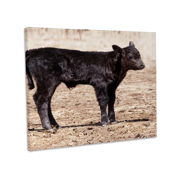 3dRose, Black angus cow standing in pasture - NA02 PWO0002 - PiperAnne Worcester, Museum Grade Canvas Wrap 20x16