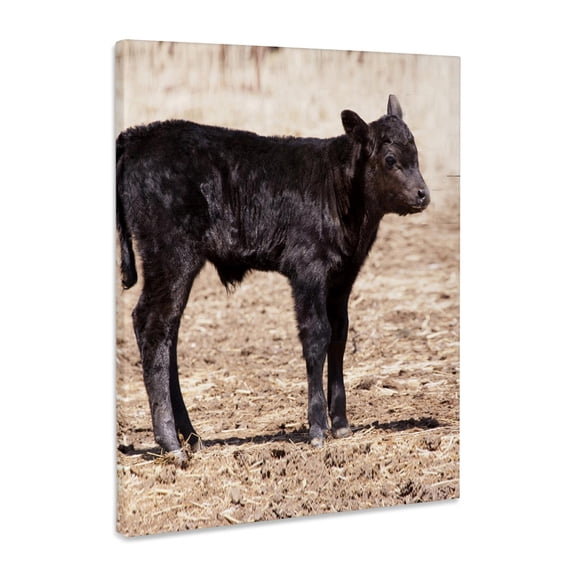 3dRose, Black angus cow standing in pasture - NA02 PWO0002 - PiperAnne Worcester, Museum Grade Canvas Wrap 8x10