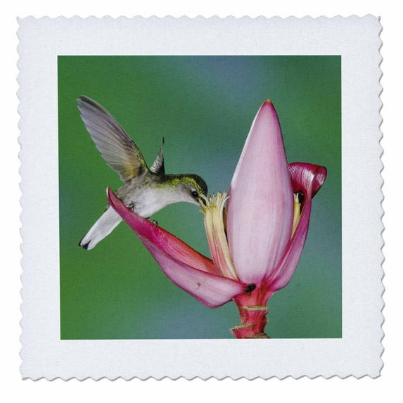 3dRose, Black-bellied Hummingbird, Costa Rica - NA02 RNU0368 - Rolf Nussbaumer, 12x12 inch quilt square