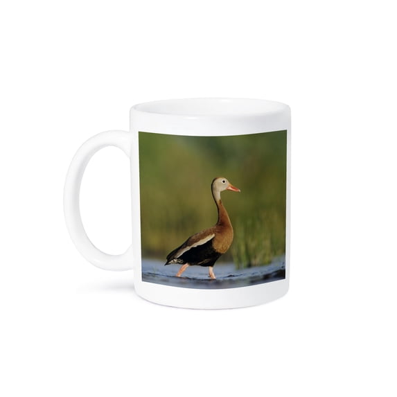 3dRose, Black-bellied Whistling-Duck, Corpus Christi, TX - NA02 RNU0372 - Rolf Nussbaumer, 11oz Mug