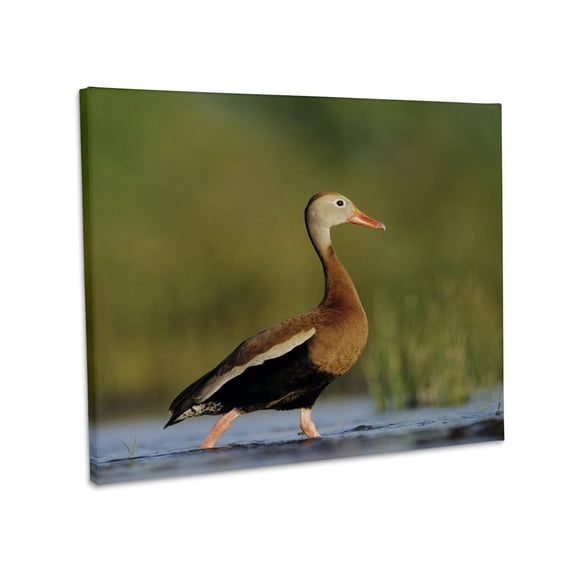 3dRose, Black-bellied Whistling-Duck, Corpus Christi, TX - NA02 RNU0372 - Rolf Nussbaumer, Museum Grade Canvas Wrap 20x16