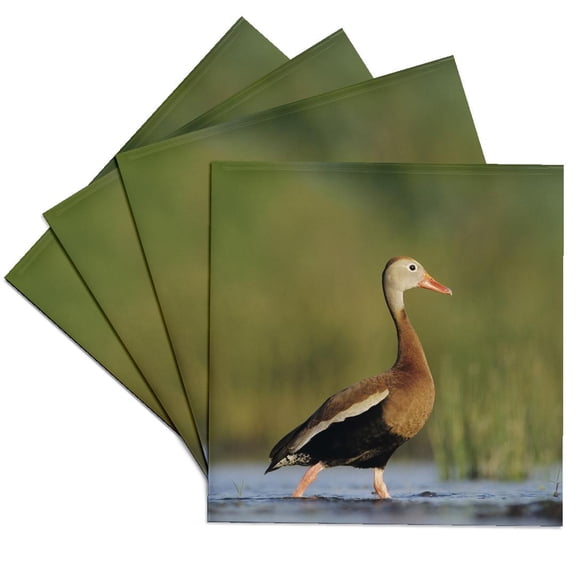3dRose, Black-bellied Whistling-Duck, Corpus Christi, TX - NA02 RNU0372 - Rolf Nussbaumer, Set of 4 Ceramic Tile Coasters