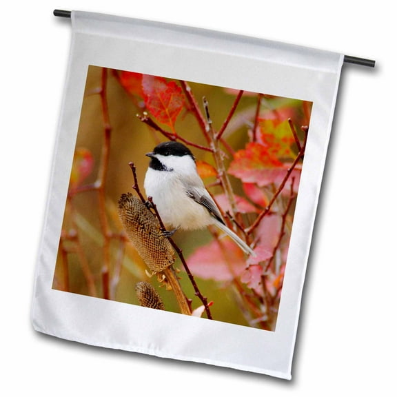 3dRose, Black-capped Chickadee bird, Grand Teton, Wyoming - NA02 RNU0409 - Rolf Nussbaumer, 12 x 18 inch Garden Flag