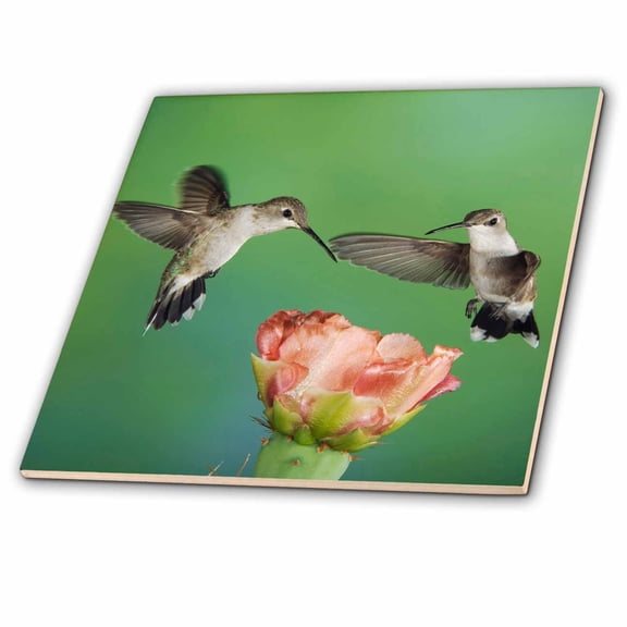3dRose, Black-chinned Hummingbird, Prickly Pear Cactus TX - NA02 RNU0012 - Rolf Nussbaumer, 6 Inch Ceramic Tile