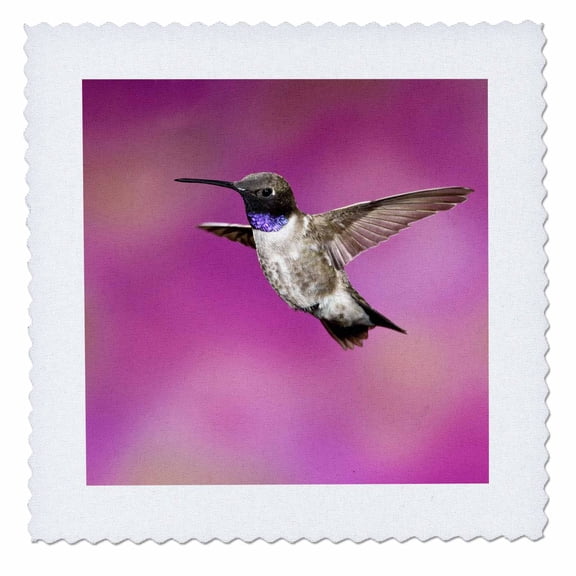3dRose, Black-chinned Hummingbird, Southern Arizona - NA02 DNO0646 - David Northcott, 12x12 inch quilt square