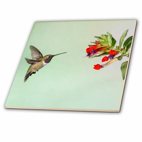 3dRose, Black-chinned Hummingbird adult male feeding, 4 Inch Ceramic Tile