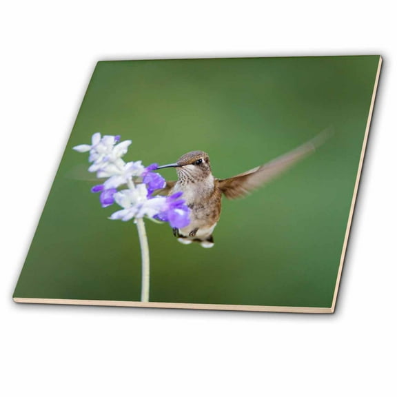 3dRose, Black-chinned Hummingbird feeding, 4 Inch Ceramic Tile