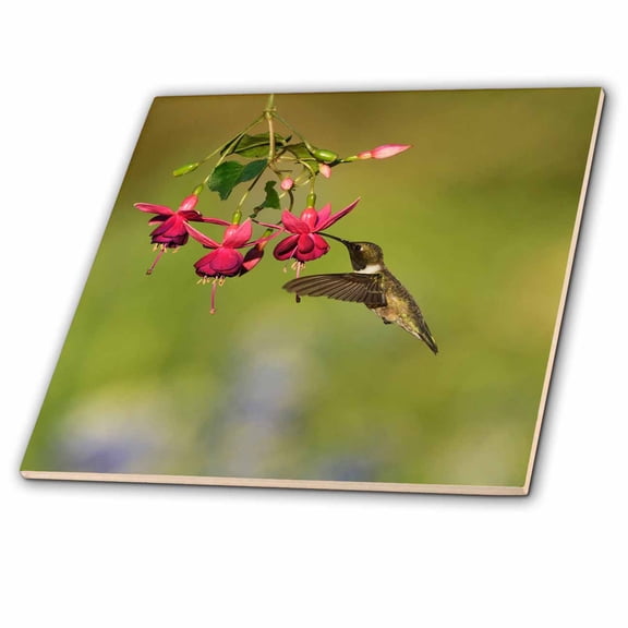 3dRose, Black chinned Hummingbird feeding on Fuchsia, Hill Country, Texas, 6 Inch Ceramic Tile