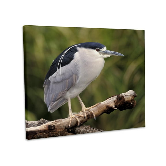 3dRose, Black-crowned Night Heron bird - NA02 AJE0228 - Adam Jones, Museum Grade Canvas Wrap 20x16