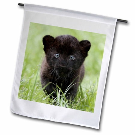 3dRose, Black panther Cub, 12 x 18 inch Garden Flag