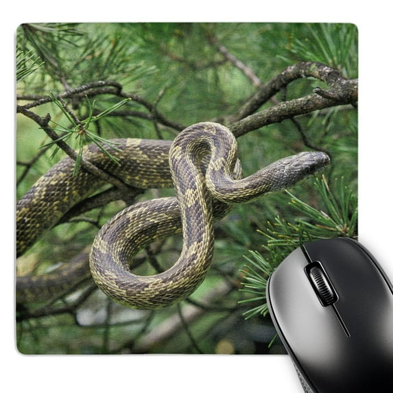3dRose, Black rat snake climbing into pine tree - NA02 AJE0284 - Adam Jones, MousePad