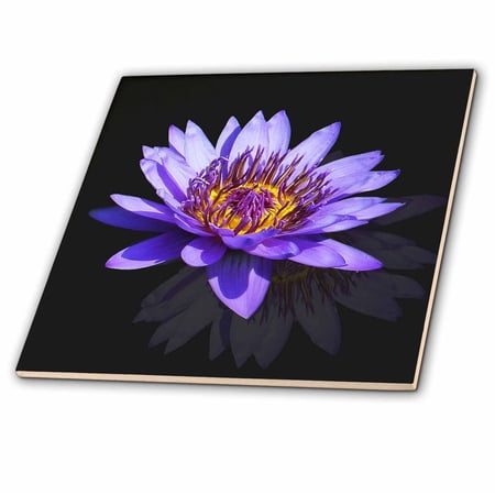 3dRose, Blue Asia Lotus Flower Buddha Symbol Macro Design, 12 Inch Ceramic Tile