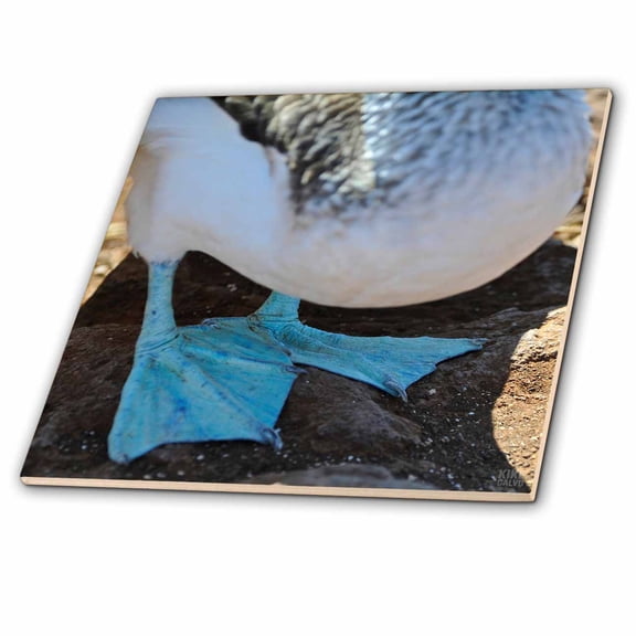 3dRose, Blue-Footed Booby with chick,Sula nebouxii excisa,, 4 Inch Ceramic Tile