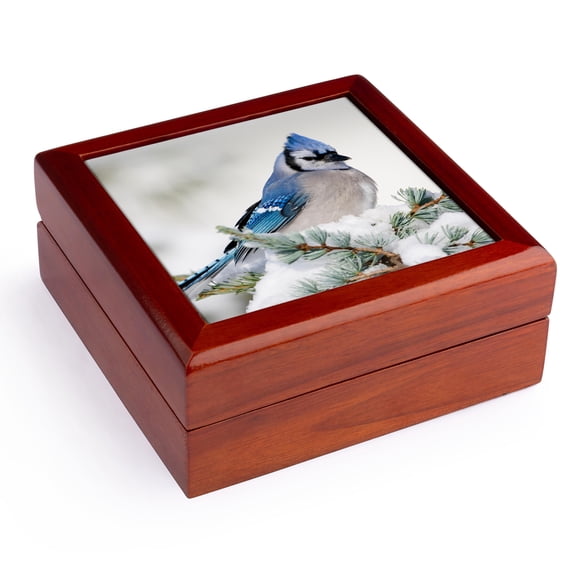 3dRose, Blue Jay in Blue Atlas Cedar in winter, Marion Co. IL, Jewelry Box 5.5x5.5 inch with 4 inch tile
