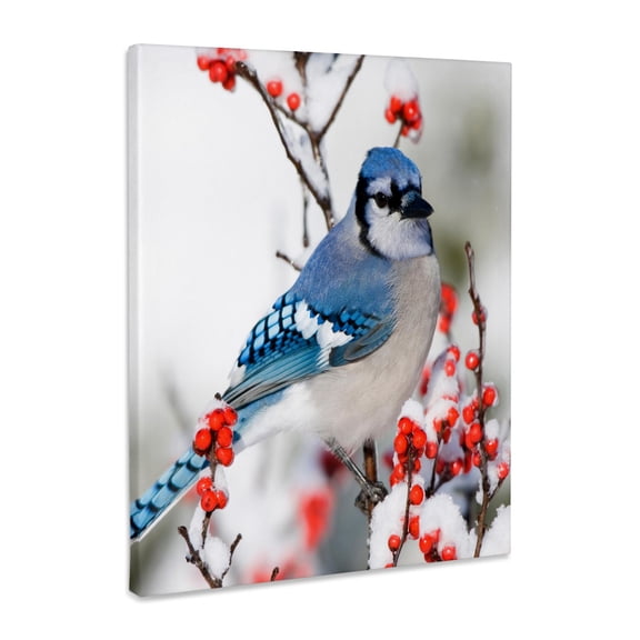 3dRose, Blue Jay in Common Winterberry, in winter, Marion Co. IL, Museum Grade Canvas Wrap 8x10