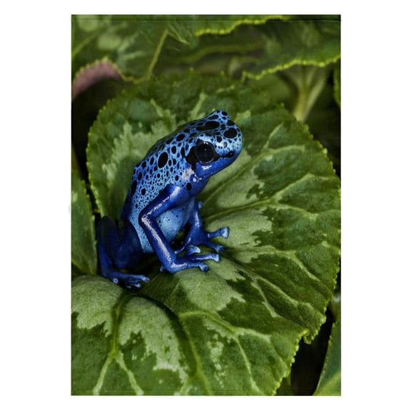 3dRose, Blue Poison Dart Frog, Surinam - SA18 AJE0002 - Adam Jones, 22x30 Bath Hand Pool Towel