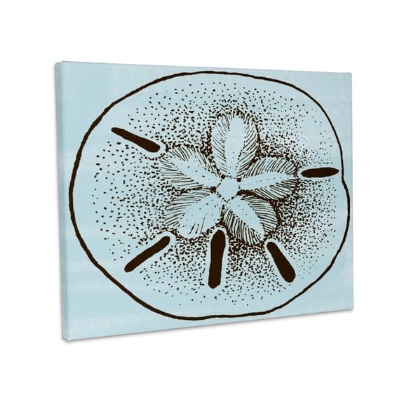 3dRose, Blue and Brown Sand Dollar- Shells- Beach Theme Art, Museum Grade Canvas Wrap 20x16