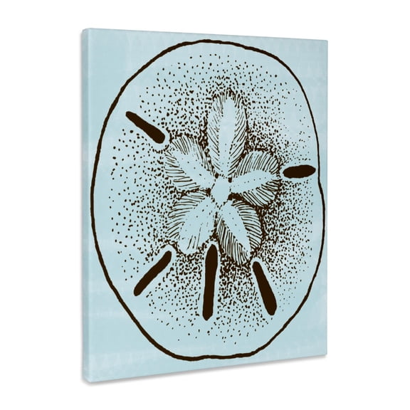 3dRose, Blue and Brown Sand Dollar- Shells- Beach Theme Art, Museum Grade Canvas Wrap 8x10