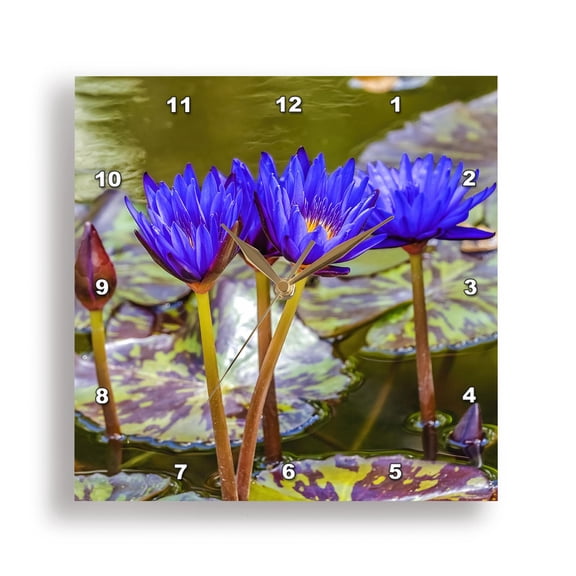 3dRose, Blue flower Nymphaea King, Botanic Garden, Coral Gables, Florida., 15x15 Wall Clock