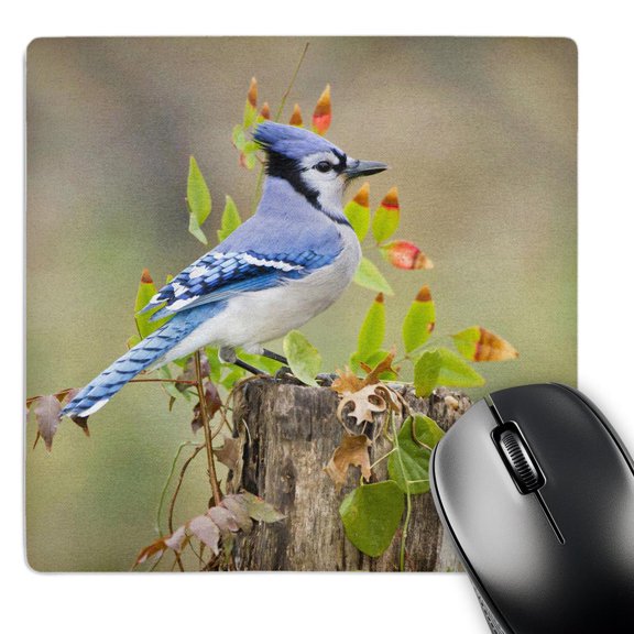 3dRose, Blue jay bird, adults, Autumn, Texas, USA - US44 LDI0795 - Larry Ditto, MousePad