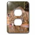 thumbnail image 1 of 3dRose, Bobcat, Lynx Rufus, drinking, 2 plug outlet cover, 1 of 1