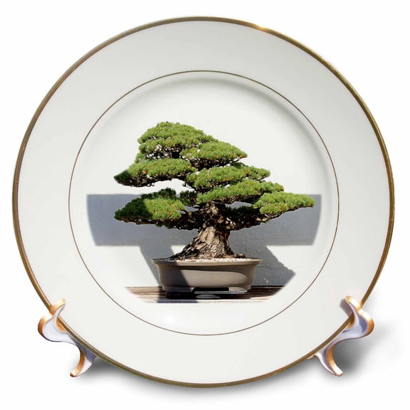 3dRose, Bonsai Tree, 8 inch Porcelain Plate