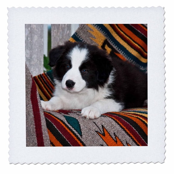 3dRose, Border Collie Puppy lying on blankets, 8x8 inch quilt square