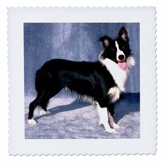 3dRose, Border Collie, 10x10 inch quilt square