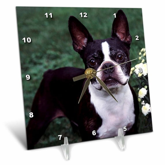 3dRose, Boston Terrier Duke, 6x6 Desk Clock