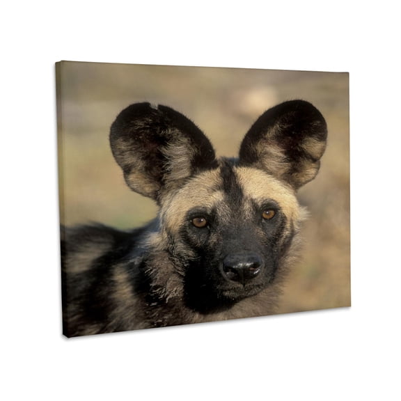 3dRose, Botswana, Chobe NP, African Wild Dog, Savuti Marsh-AF05 PSO0074 - Paul Souders, Museum Grade Canvas Wrap 20x16