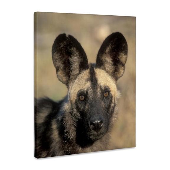 3dRose, Botswana, Chobe NP, African Wild Dog, Savuti Marsh-AF05 PSO0074 - Paul Souders, Museum Grade Canvas Wrap 8x10