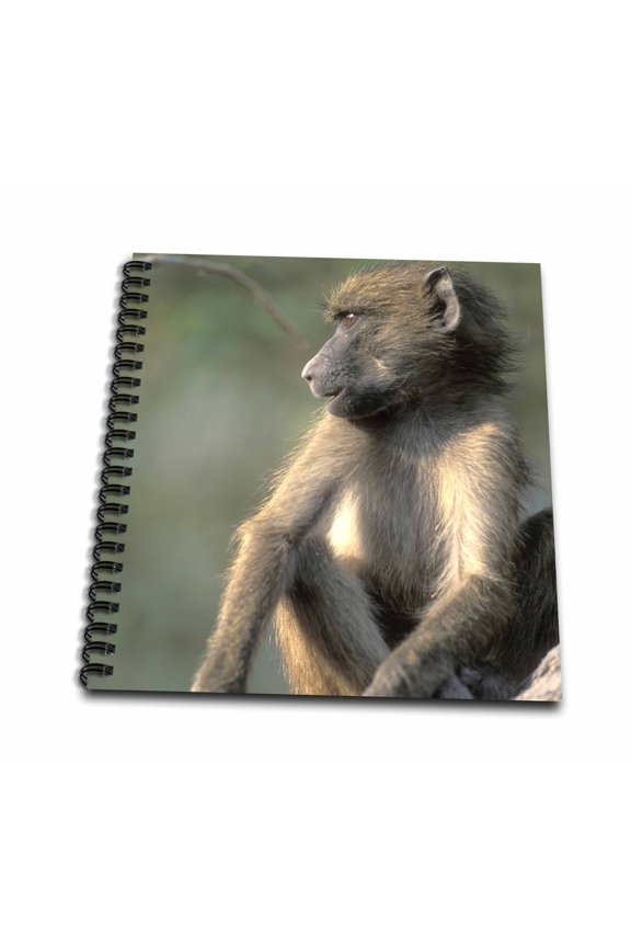 , Botswana, Chobe NP, Chacma Baboon primate, Chobe River-AF05 PSO0168 - Paul Souders, Drawing Book 8 x 8 inch