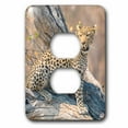 thumbnail image 1 of 3dRose, Botswana. Okavango Delta. Khwai Concession. Leopard on a fallen log., 2 plug outlet cover, 1 of 1