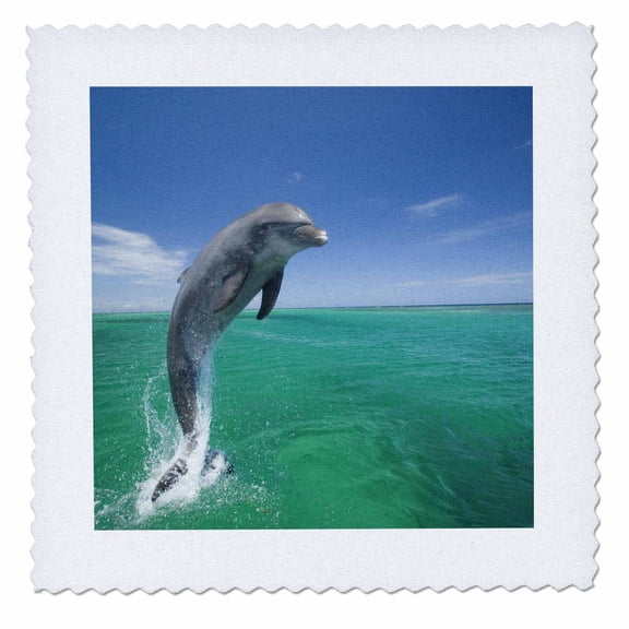 3dRose, Bottlenose Dolphins, Caribbean Sea, Honduras - NA02 SWS0009 - Stuart Westmorland, 6x6 inch quilt square