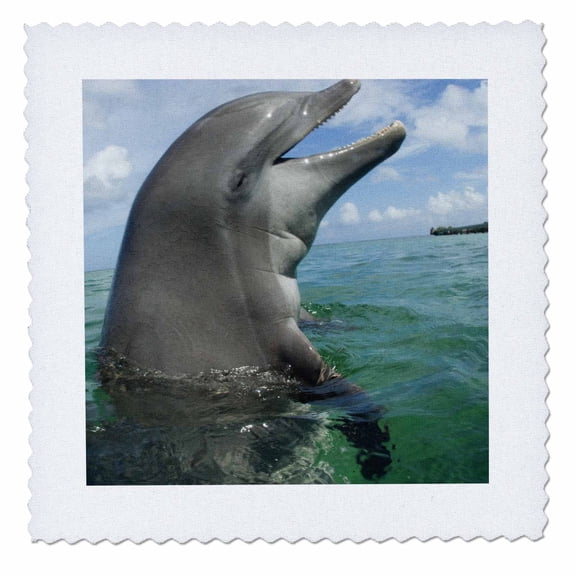3dRose, Bottlenose Dolphins, Caribbean Sea, Honduras - NA02 SWS0045 - Stuart Westmorland, 6x6 inch quilt square