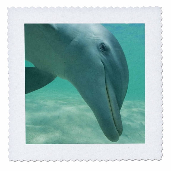 3dRose, Bottlenose Dolphins, Roatan, Honduras - SA12 SWE0036 - Stuart Westmorland, 6x6 inch quilt square