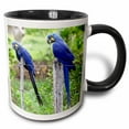 thumbnail image 1 of 3drose, Brazil, Pantanal, Endangered Hyacinth Macaw, Birds - Sa04 Kwi0096 - Kymri Wilt, 11oz Two-tone Black Mug, 1 of 6