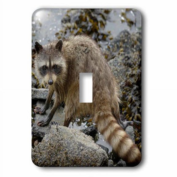 3dRose, British Columbia, Portland Island. Raccoon standing on rock, single toggle switch