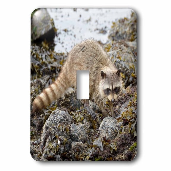 3dRose, British Columbia, Portland Island. Raccoon walking, single toggle switch